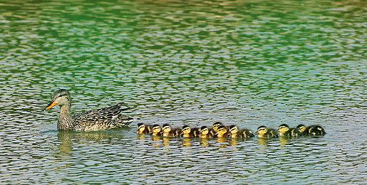 《极品飞车22》疑似偷跑 被提前一个星期直播